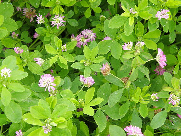 Persian clover FELIX