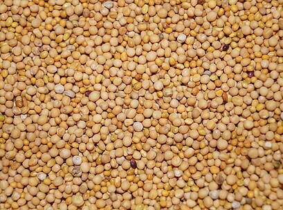 viterra ® SCHNELLGRÜN, Saatgut