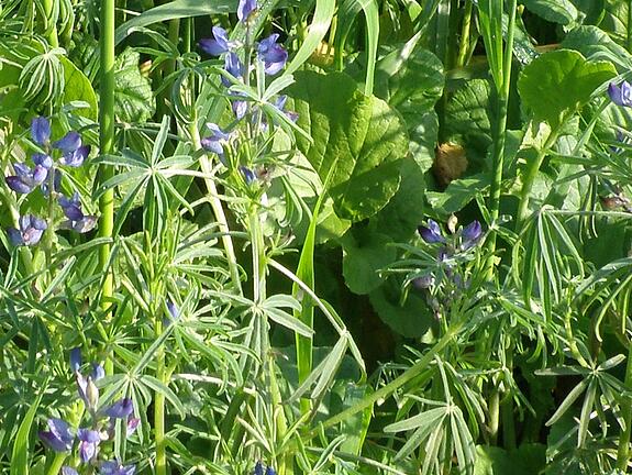 viterra® Cover Crop Blend POTATO