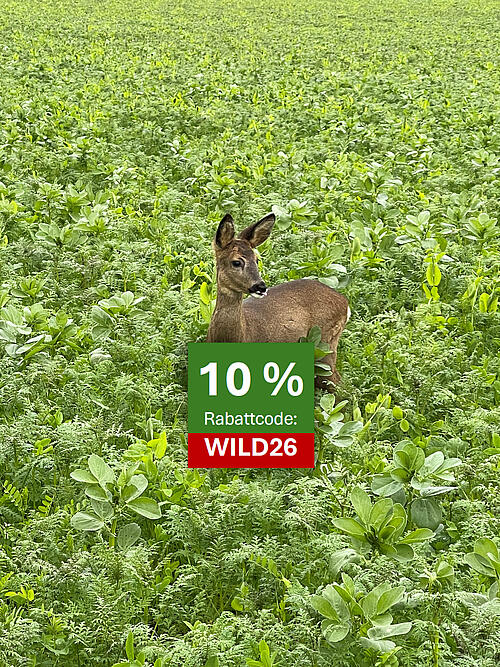 Ein ausgewachsenes Reh mitten in einem grün blühenden Wildacker.