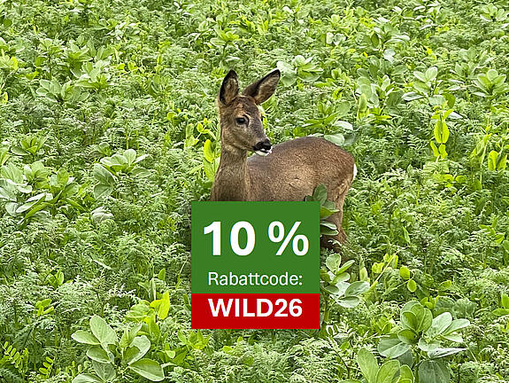 Ein ausgewachsenes Reh mitten in einem grün blühenden Wildacker.