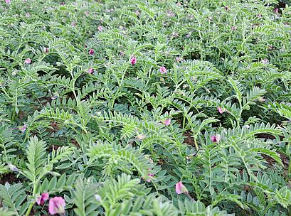 Bestand Kichererbse Desi mit Blüte