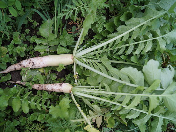 Tillage radish STINGER
