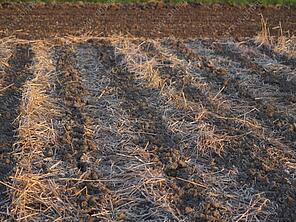 Abb. 2: Gülle-Strip-Till in viterra® SCHNELLGRÜN