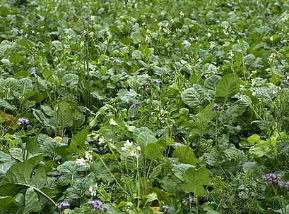 Bestand Mais Struktur.jpg