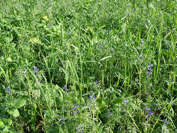 Blue lupin ILDIGO