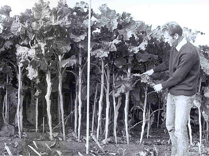 1962: Paul Baecker wird Saatzuchtleiter