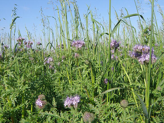 viterra® Cover Crop Blend UNIVERSAL LEGUMINOSENFREI