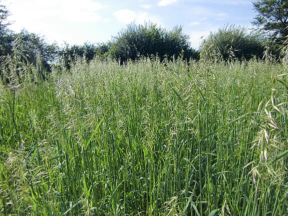Saia oat TRADEX