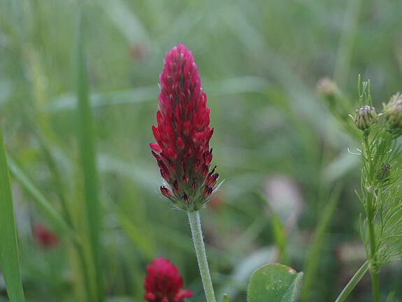 Crimson clover BOLSENA