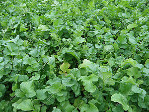 SortenGreening Ölrettich mit kleinkörnigem Lein ermöglicht Nematodenbekämpfung und Greening.