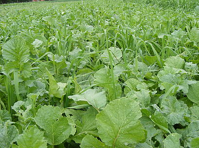 viterra® INTENSIV ÖKO, grüner Bestand