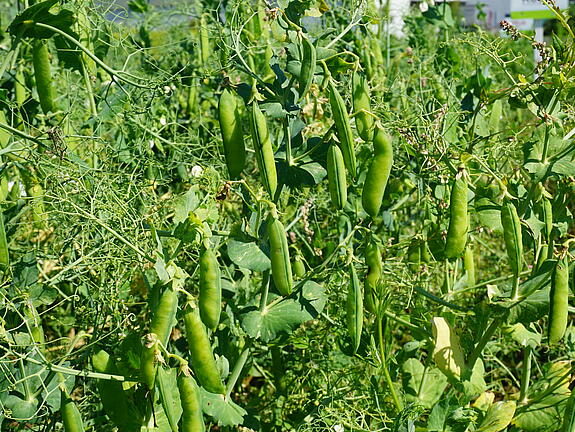 Sommerkörnererbse TORPEDO