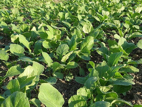 Nematode-resistant oil radish AMIGO