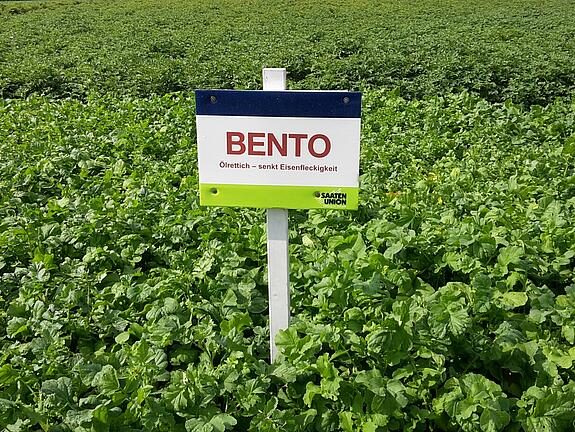 Ölrettich BENTO