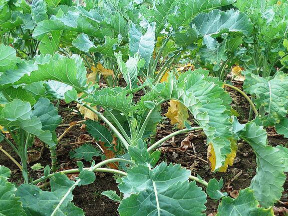 Marrow stem kale ANGLIAN GOLD
