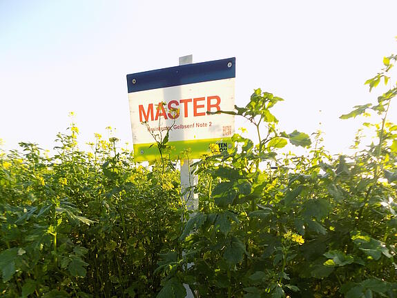 Nematodenresistenter Gelbsenf MASTER