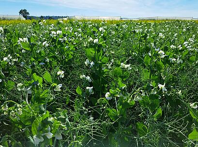 EF Bestand mit Blüte