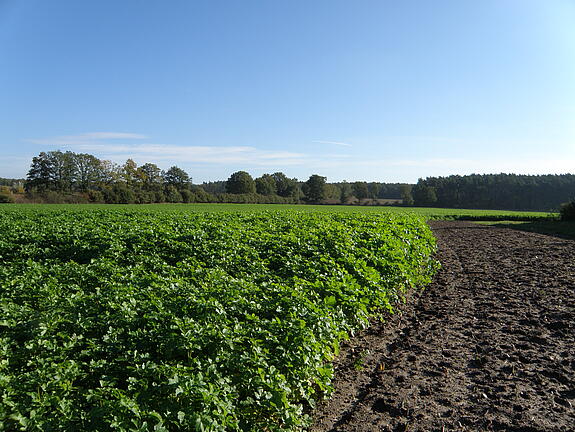 Nematode resistant White mustard GAUDI
