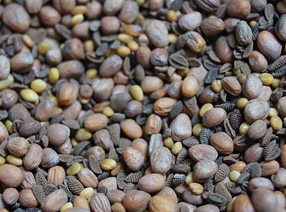 viterra ® TRIO, Saatgut