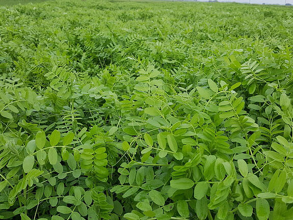 Winter vetch LATIGO