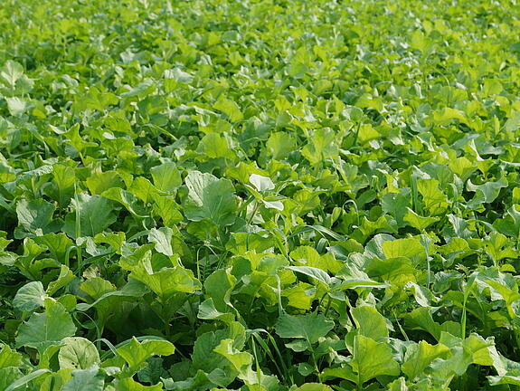Zwischenfrucht-Mischung viterra® MAIS