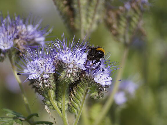 Phacelia AMERIGO