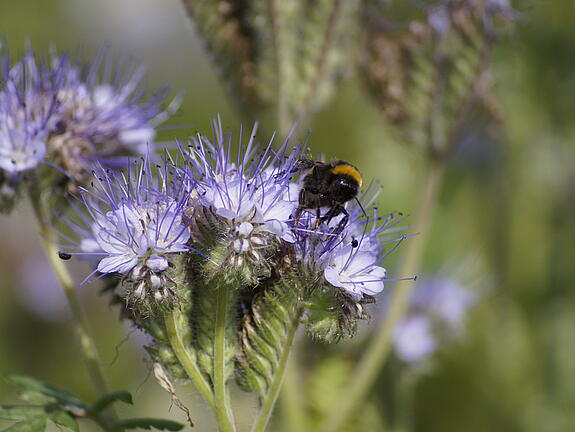 Phacelia AMERIGO