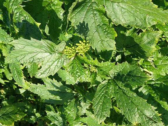 White mustard SIGMA
