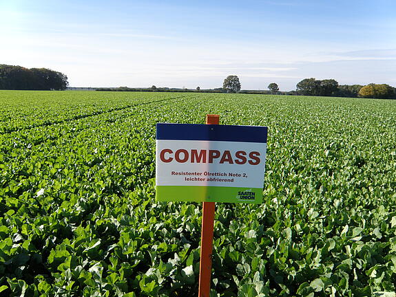 Nematode-resistant oil radish COMPASS