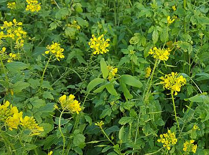 viterra ® SCHNELLGRÜN, Bestand