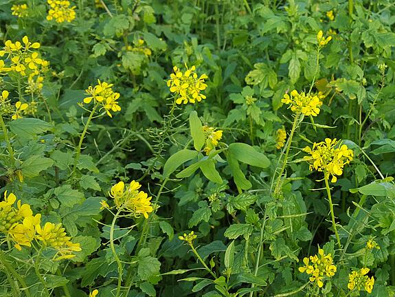 viterra® Cover crop blend SCHNELLGRÜN