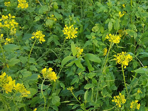 viterra® Cover crop blend SCHNELLGRÜN