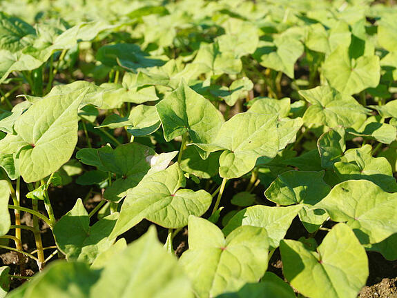 Common buckwheat HAJNALKA