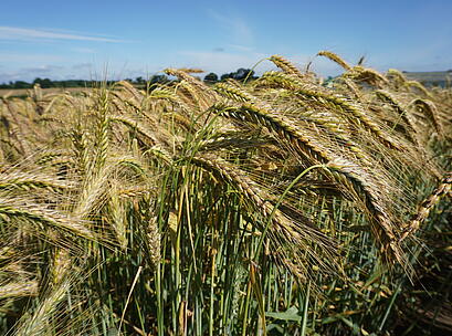 Bestand Triticale BILBOQUET
