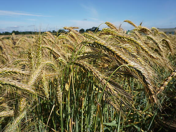 Wintertriticale BILBOQUET
