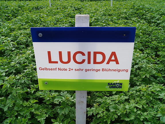 Nematodenresistenter Gelbsenf LUCIDA