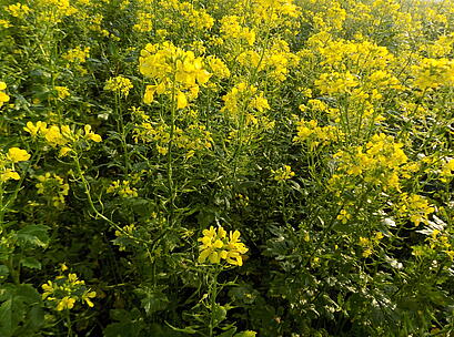 DSCN0191.JPG