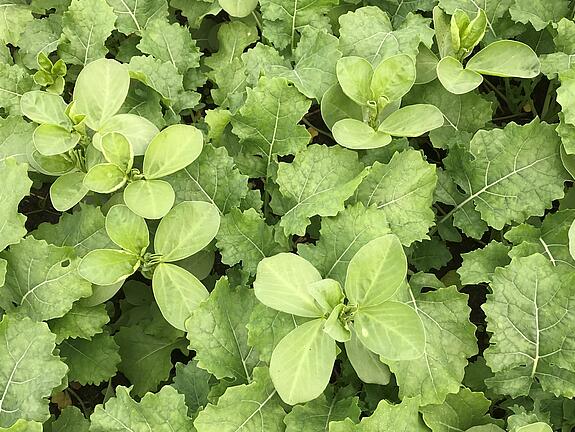  viterra® Cover crop blend BEISAAT GROB