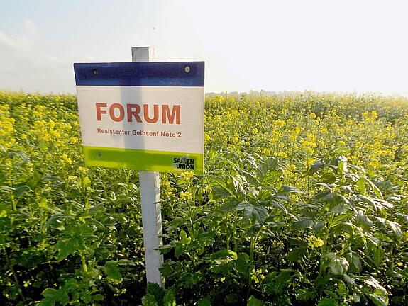 Nematodenresistenter Gelbsenf FORUM