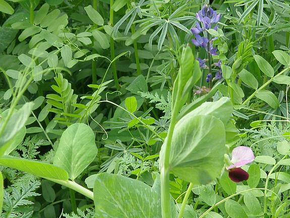 Cover crop blend viterra® BODENGARE