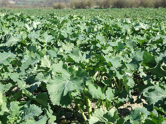 Winter Forage rape EMERALD