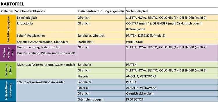 Zwischenfrüchte in Kartoffelfruchtfolgen