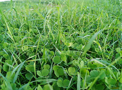 viterra® Futter, grüner Bestand