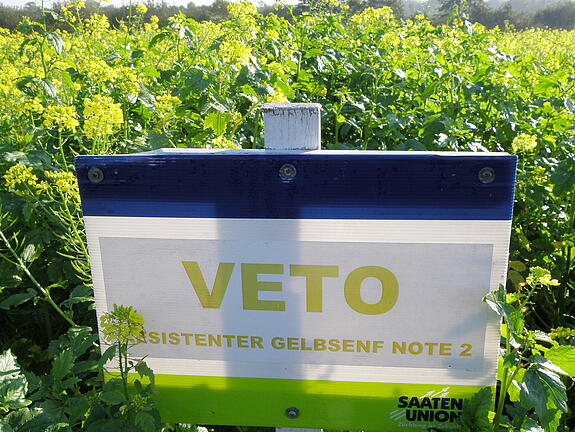Nematodenresistenter Gelbsenf VETO