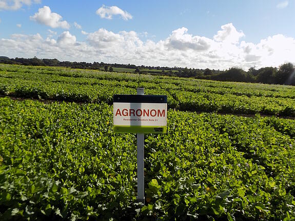 Nematodenresistenter Ölrettich AGRONOM