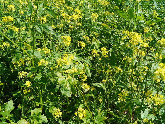 Zwischenfrucht-Mischung viterra® SCHNELLGRÜN LEGUMINOSENFREI