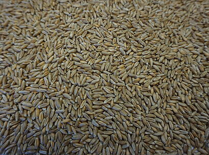Saatgut Triticale