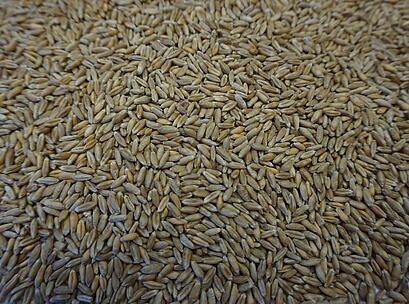 Saatgut Triticale