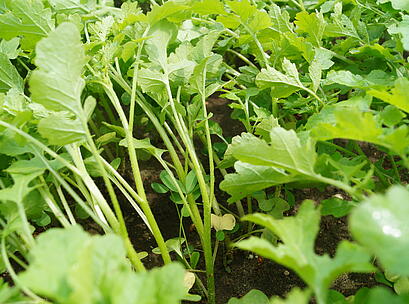 SortenGreening ACCENT plus AKL, Pflanzen Nahaufnahme